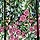 COTTAGE GARDEN BLACK MULTI